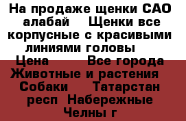 На продаже щенки САО (алабай ). Щенки все корпусные с красивыми линиями головы . › Цена ­ 30 - Все города Животные и растения » Собаки   . Татарстан респ.,Набережные Челны г.